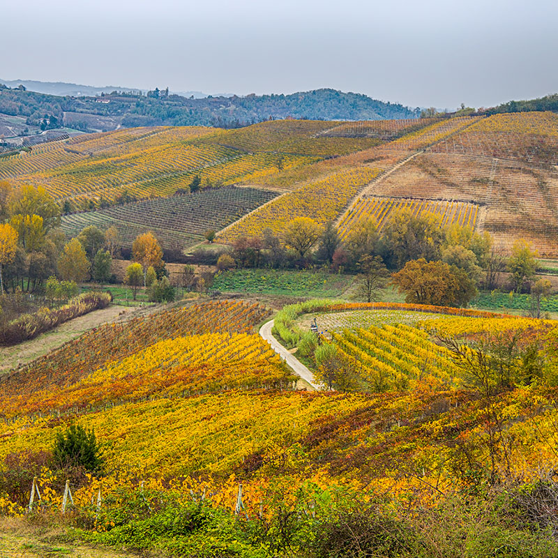 Nizza Monferrato