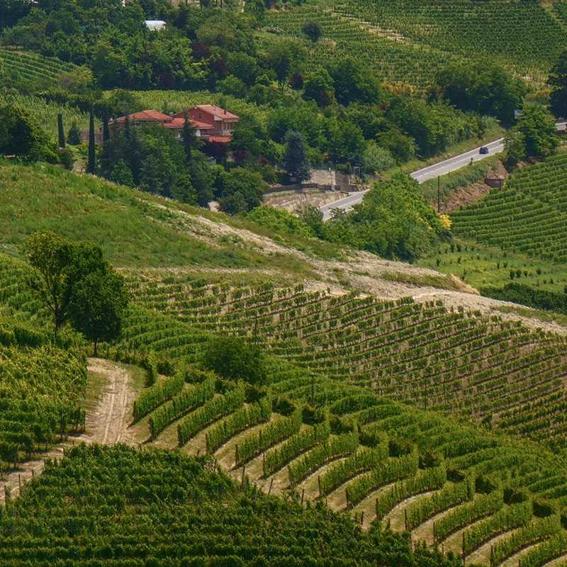 Langhe hill